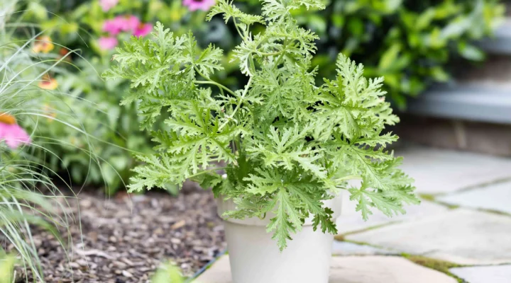 Como Cultivar Citronela Para Repelir Insetos Naturalmente