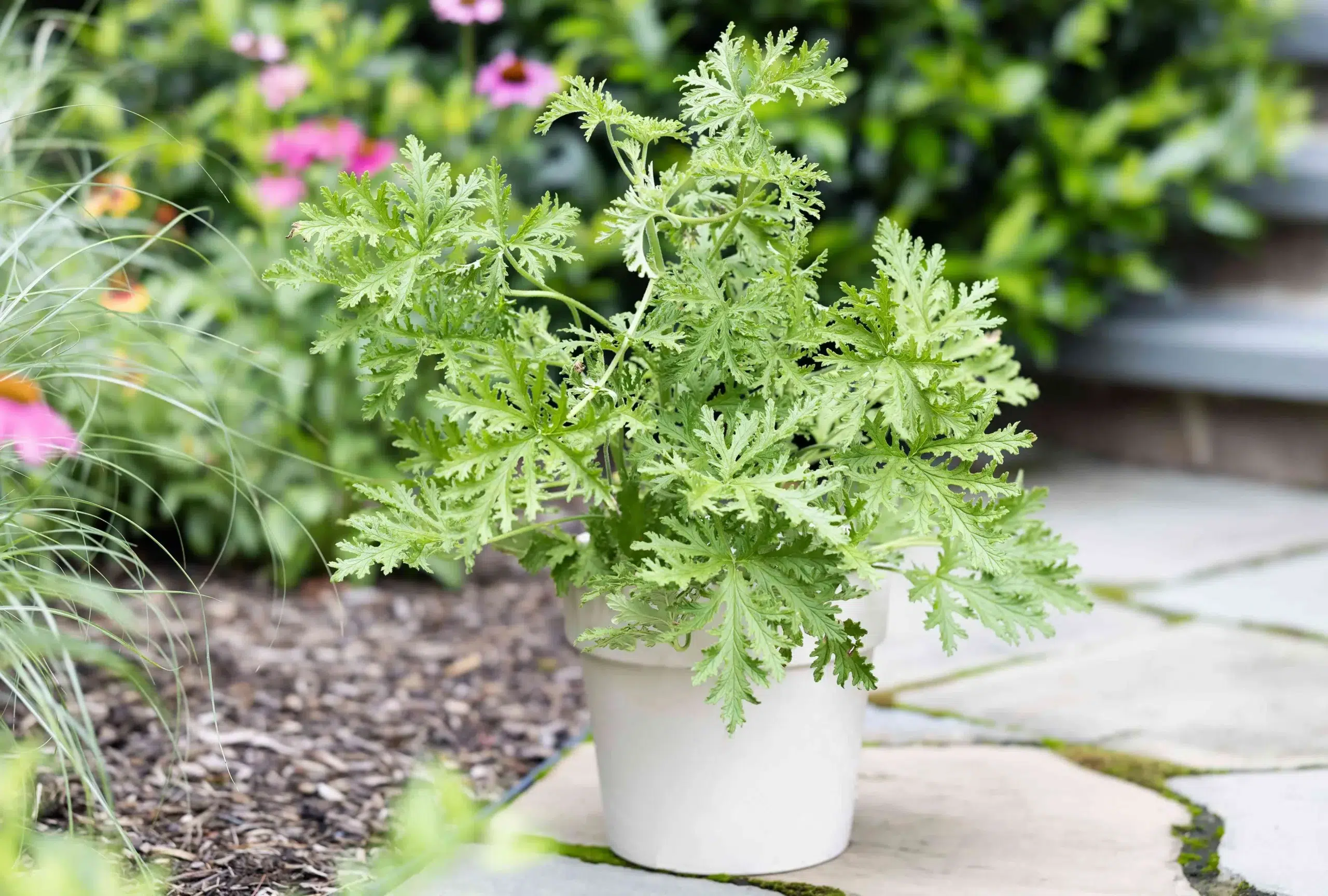 Como Cultivar Citronela Para Repelir Insetos Naturalmente