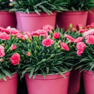 Como Cultivar Cravos em Vasos ou Jardins: Guia Completo