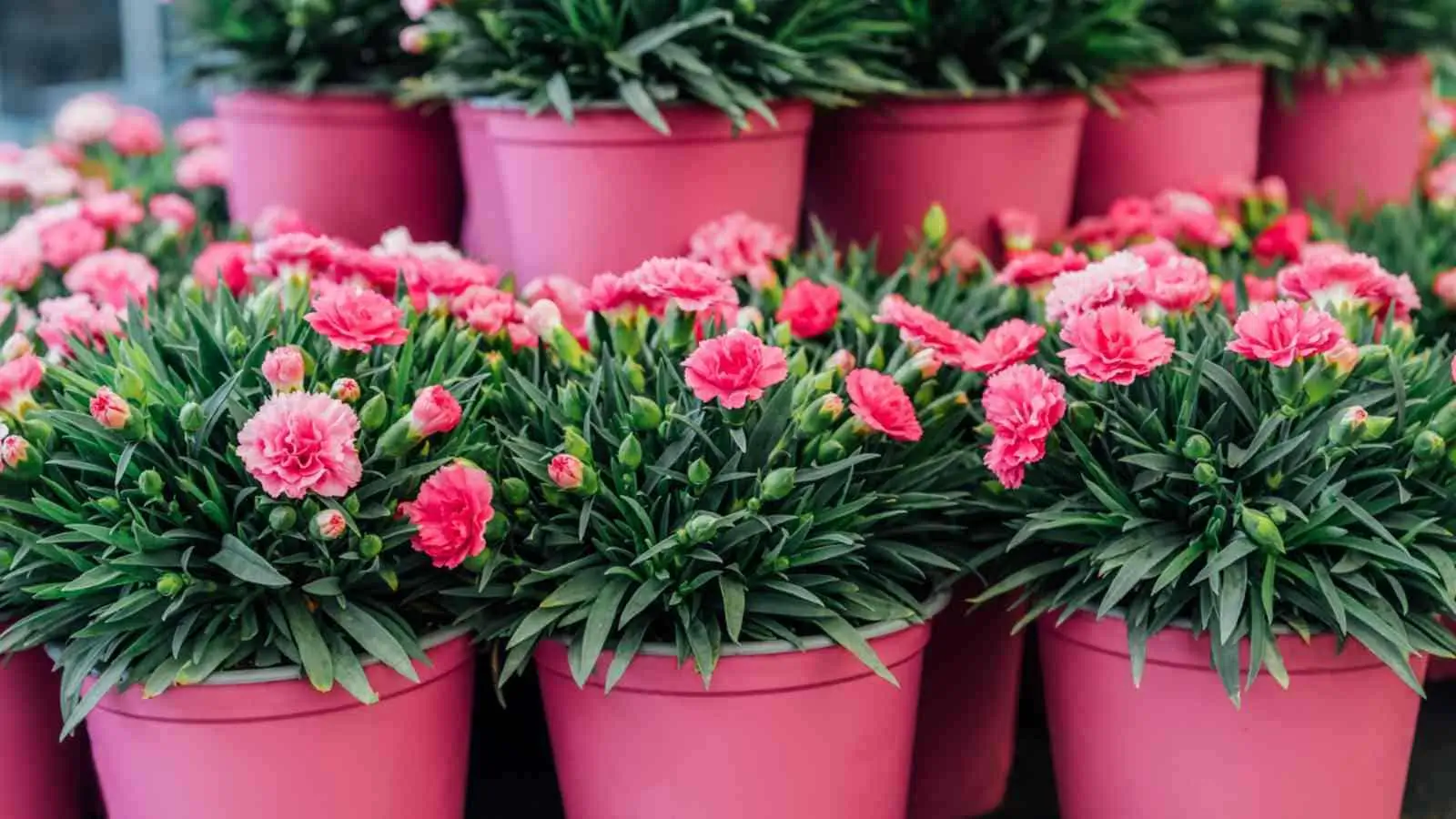 Como Cultivar Cravos em Vasos ou Jardins: Guia Completo