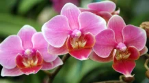 Como Montar um Jardim das Orquídeas em Casa: Passo a Passo