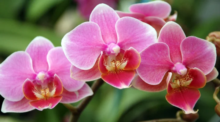 Como Montar um Jardim das Orquídeas em Casa: Passo a Passo