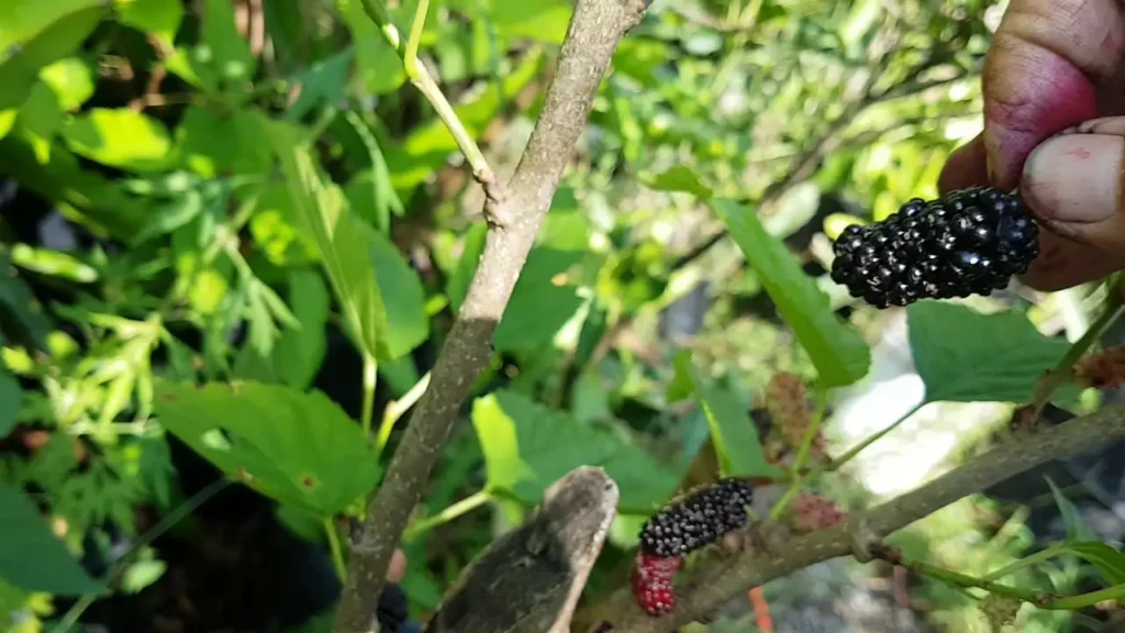 Como Plantar Amora Italiana Gigante e Garantir Frutificação