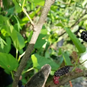 Como Plantar Amora Italiana Gigante e Garantir Frutificação