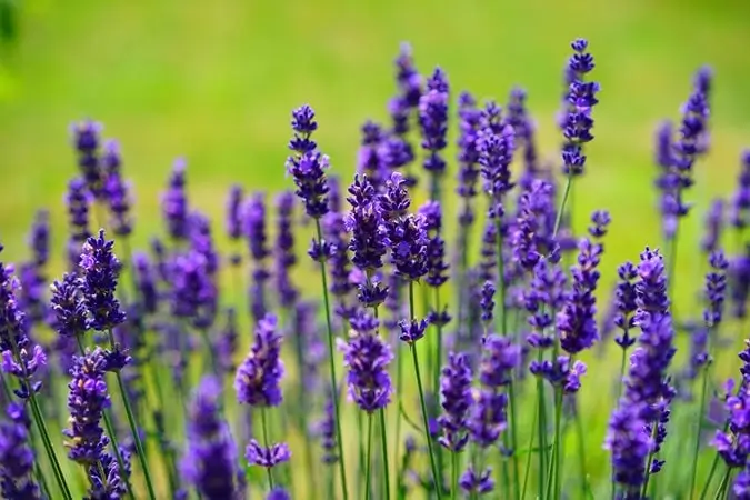 Como Plantar E Cuidar De Mudas De Lavanda Em Casa