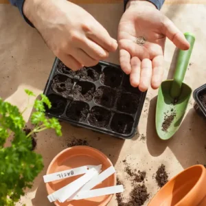 Como Plantar Hortaliças a Partir da Semente: Guia Prático