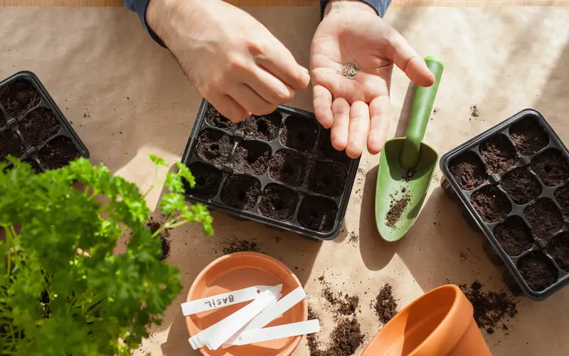 Como Plantar Hortalicas A Partir Da Semente Guia Pratico
