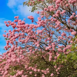 Como Plantar Muda de Ipê e Ver Florescer no Seu Quintal