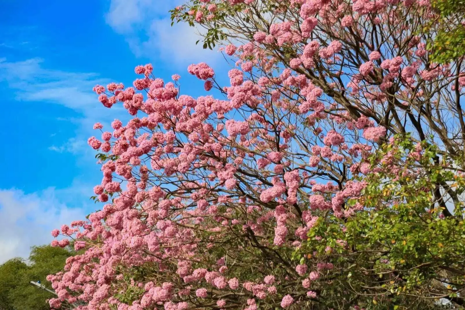 Como Plantar Muda de Ipê e Ver Florescer no Seu Quintal