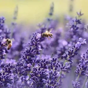 Como Ter um Pé de Lavanda Bonito e Florido o Ano Inteiro