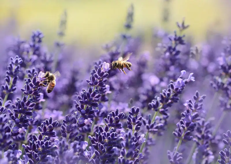 Como Ter Um Pe De Lavanda Bonito E Florido O Ano Inteiro