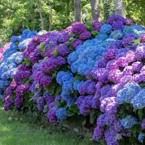 Guia Completo Para Cultivar um Jardim de Hortênsias em Casa