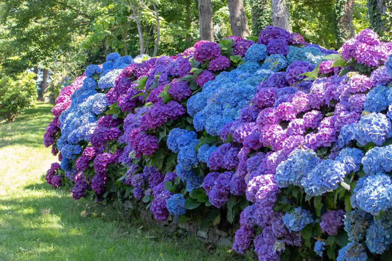 Guia Completo Para Cultivar um Jardim de Hortênsias em Casa
