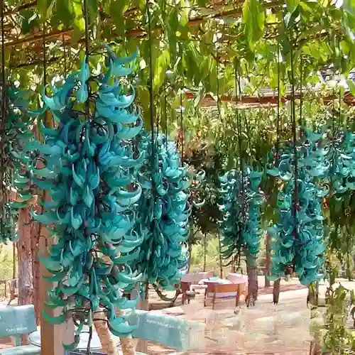 Jade Azul: Como Cultivar Essa Planta Rara e Encantadora