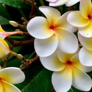 Jasmim Manga: Cores, Cuidados e Como Ter Flores o Ano Todo