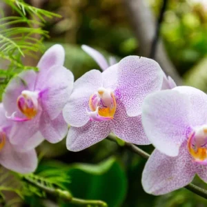 O Que Você Está Fazendo Errado ao Cuidar de Suas Orquídeas?