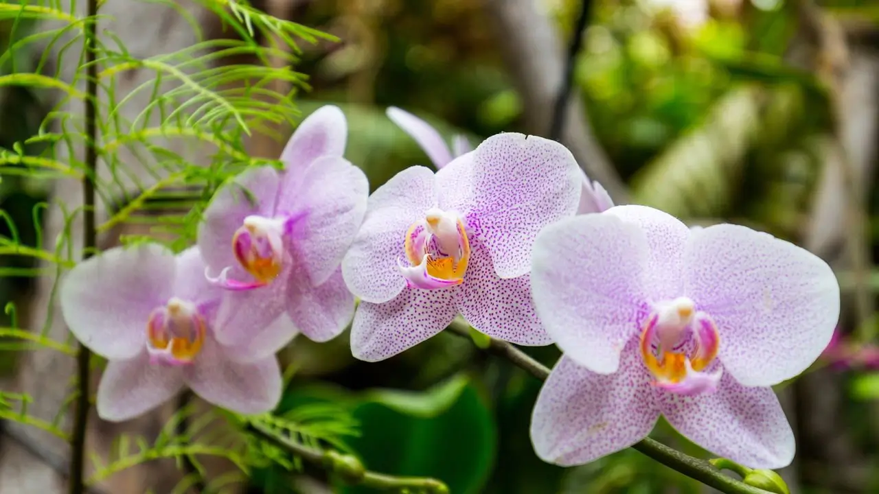 O Que Você Está Fazendo Errado ao Cuidar de Suas Orquídeas?