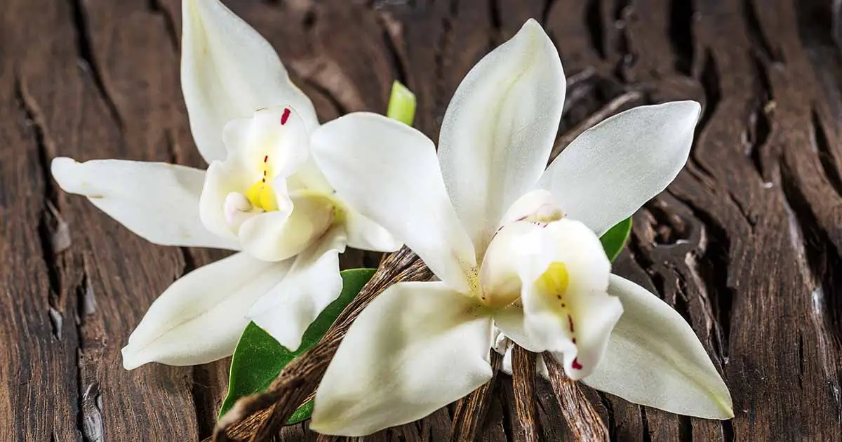 Orquídea da Baunilha: Como Cultivar e Cuidar Dessa Planta Exótica