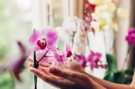 Orquídeas Resilientes: Como Cuidar Mesmo Durante o Inverno