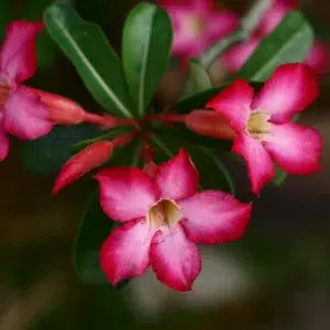 Nova tendência: Rosa do deserto em vaso raso dá show de flores