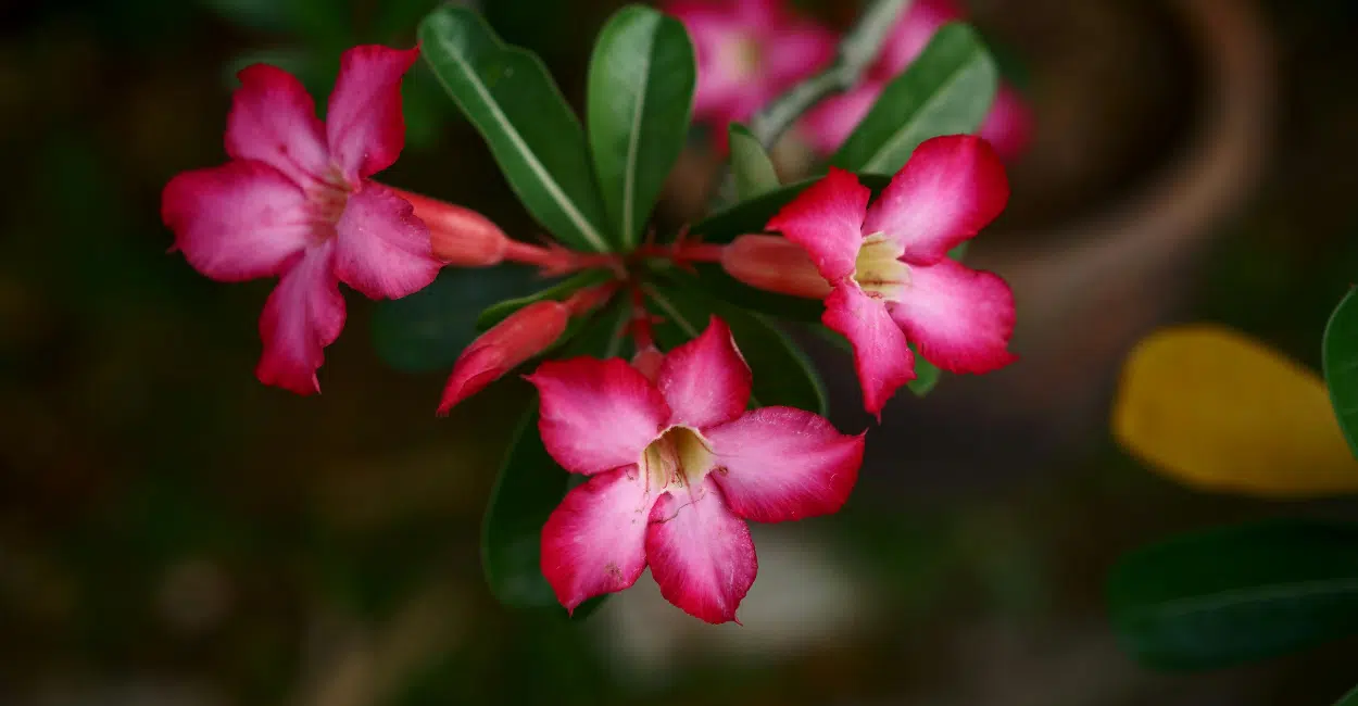 Nova tendência: Rosa do deserto em vaso raso dá show de flores