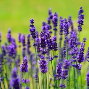 Semente de Lavanda: Como Germinar e Cultivar com Sucesso