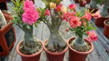 5 Erros Que Estão Matando Sua Rosa do Deserto Sem Você Perceber