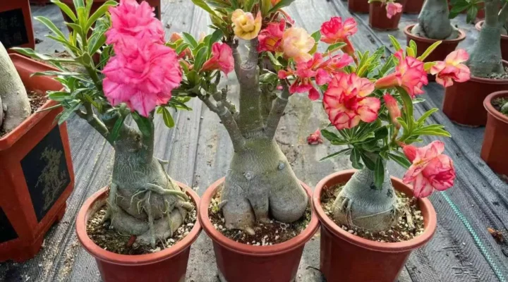 5 Erros Que Estão Matando Sua Rosa do Deserto Sem Você Perceber