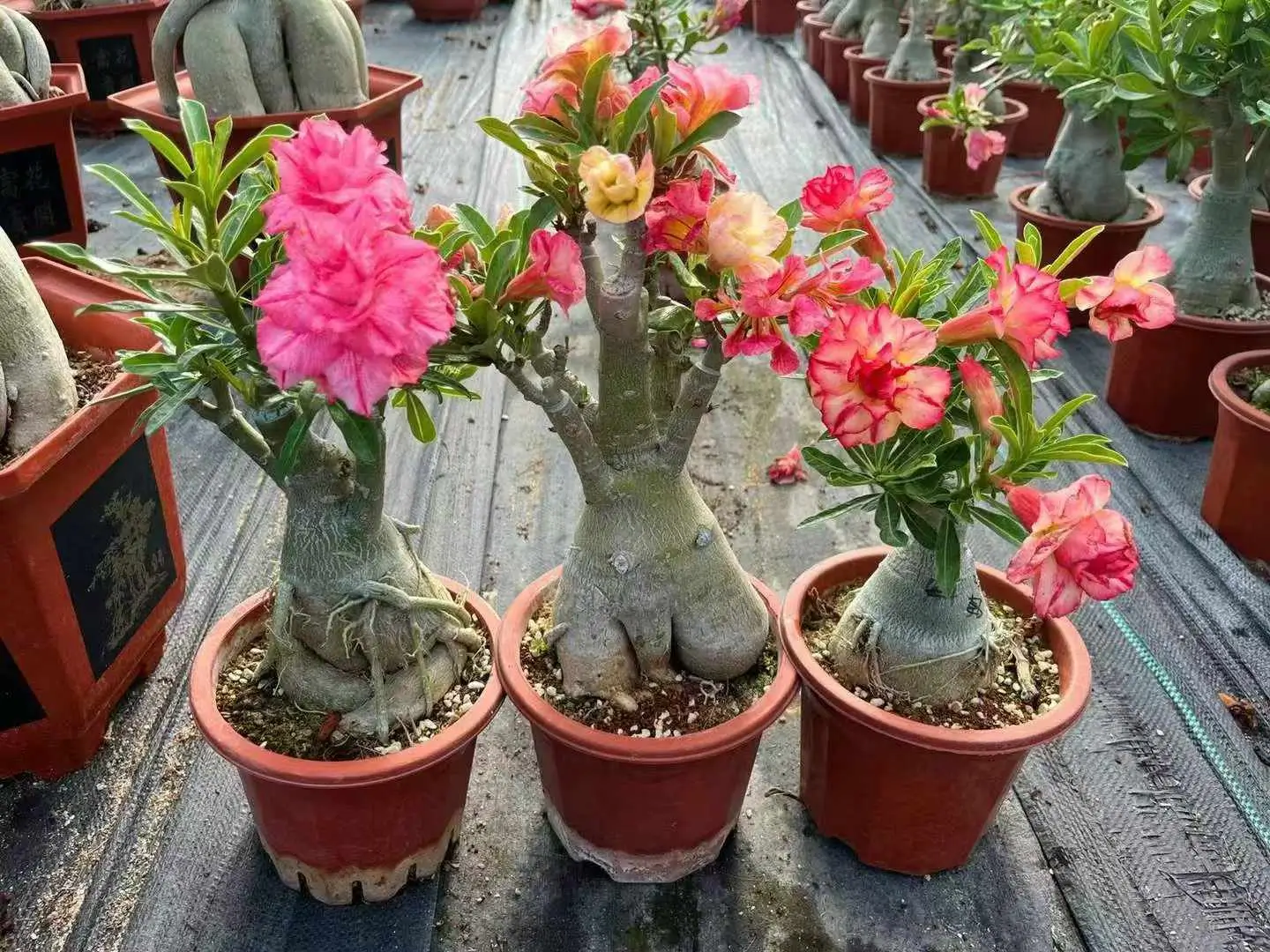 5 Erros Que Estão Matando Sua Rosa do Deserto Sem Você Perceber