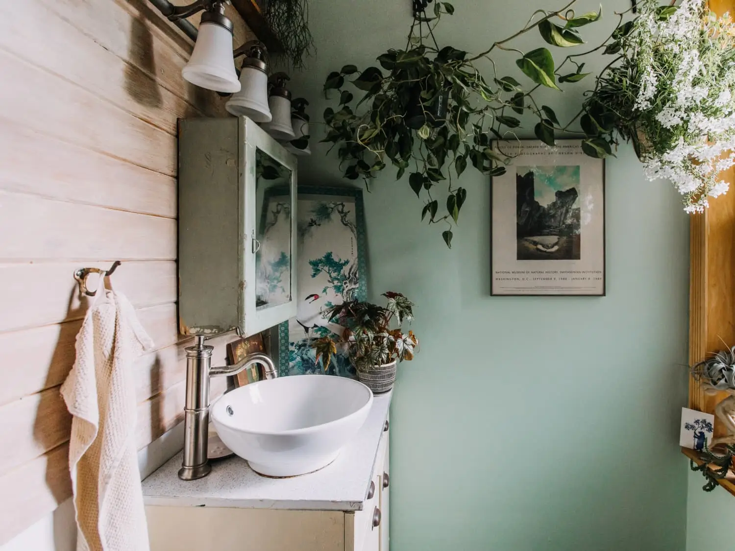 5 Plantas Perfeitas Para Banheiro: Resistentes à Umidade e Sem Luz Direta