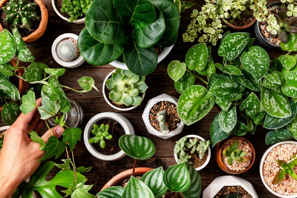 7 Plantas Que Purificam o Ar e São Fáceis de Cuidar em Casa