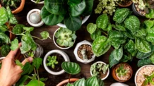 7 Plantas Que Purificam o Ar e São Fáceis de Cuidar em Casa