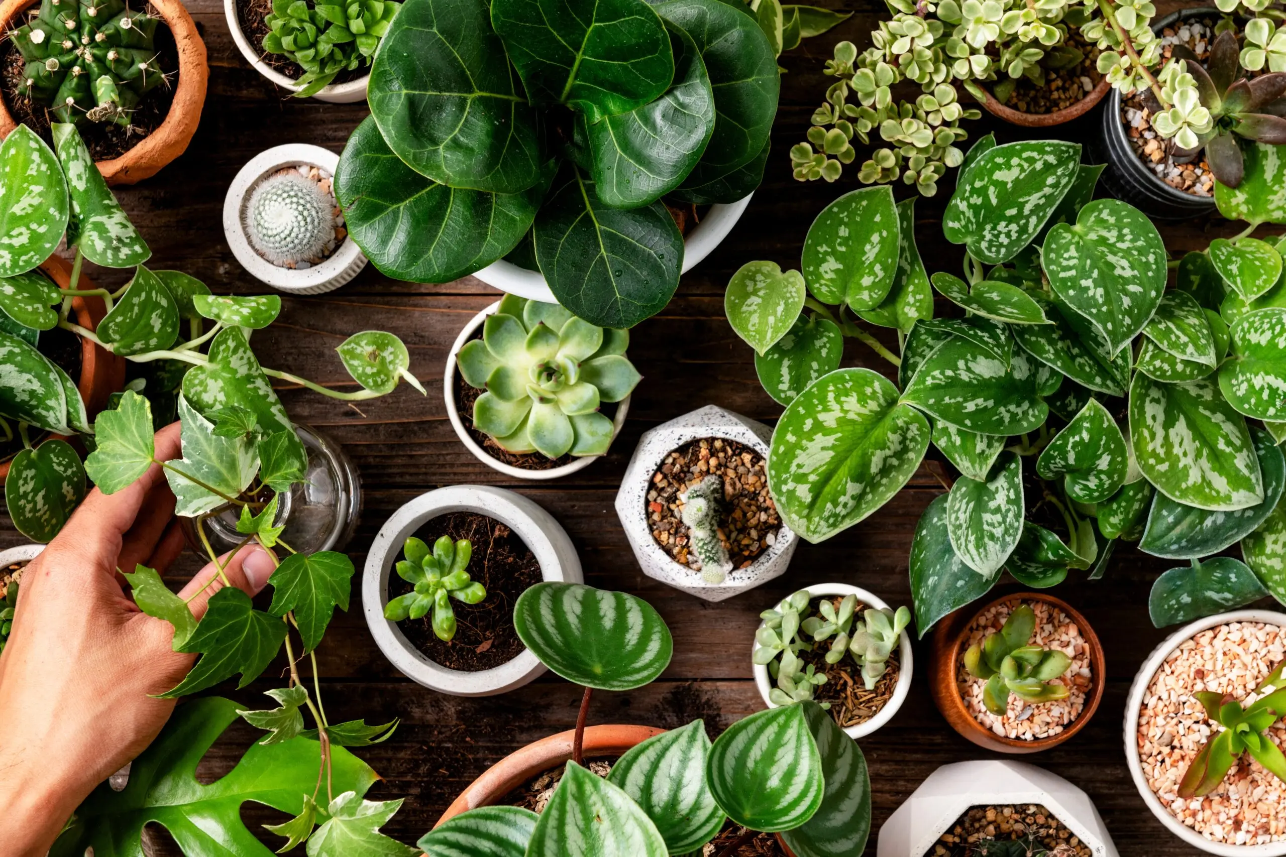 7 Plantas Que Purificam o Ar e São Fáceis de Cuidar em Casa