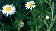 Essa Planta Medicinal Pode Aliviar Sintomas de Ansiedade — Veja Como Cultivar