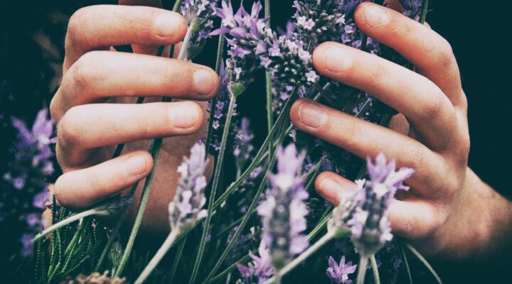 Essa Planta Medicinal Pode Aliviar Sintomas de Ansiedade — Veja Como Cultivar