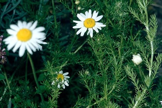 Essa Planta Medicinal Pode Aliviar Sintomas de Ansiedade — Veja Como Cultivar