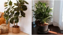 A Planta Que Sobrevive Com Pouca Luz e Quase Nenhuma Água