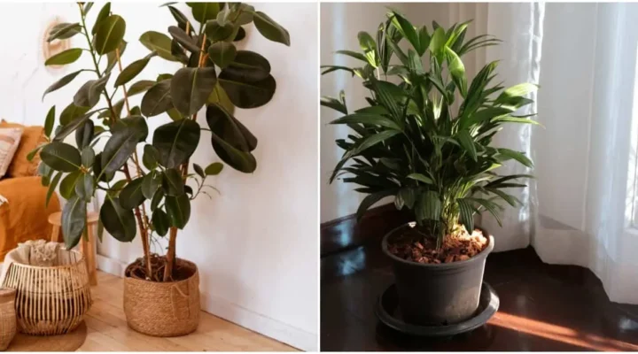 A Planta Que Sobrevive Com Pouca Luz e Quase Nenhuma Água