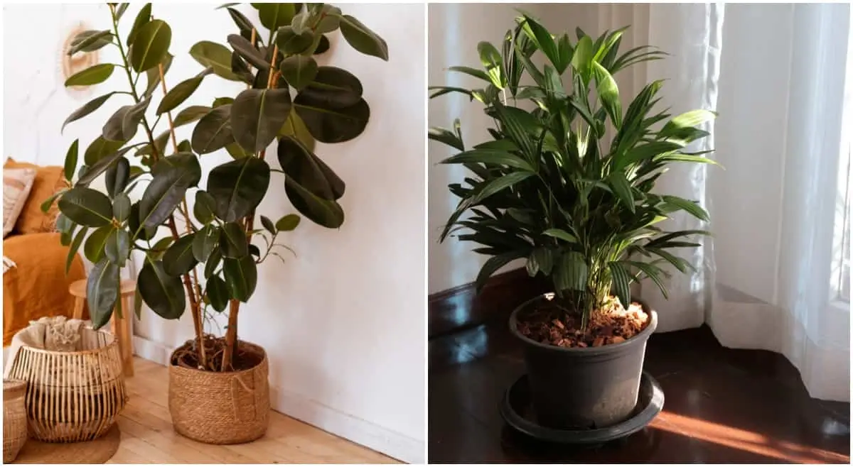 A Planta Que Sobrevive Com Pouca Luz e Quase Nenhuma Água