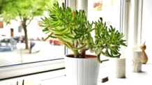 As 3 Plantas Que Toda Casa Deveria Ter Segundo o Feng Shui