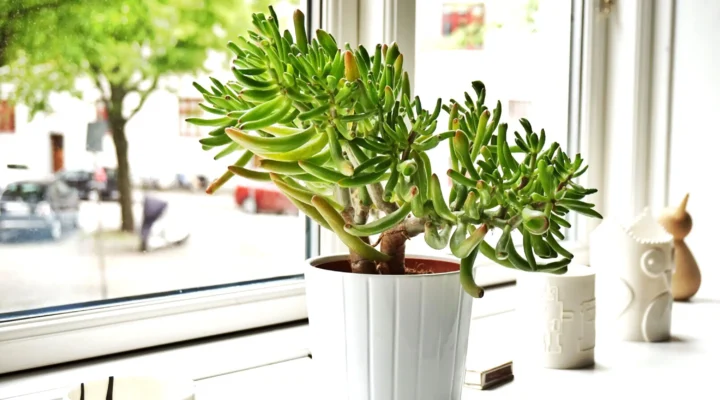 As 3 Plantas Que Toda Casa Deveria Ter Segundo o Feng Shui
