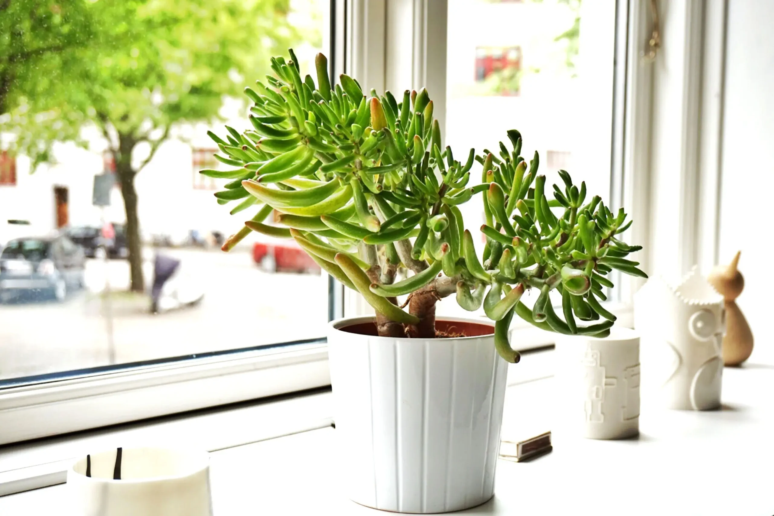 As 3 Plantas Que Toda Casa Deveria Ter Segundo o Feng Shui