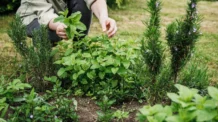 As 5 Plantas Mais Fáceis de Cultivar (Mesmo Para Quem Não Tem Jardim)
