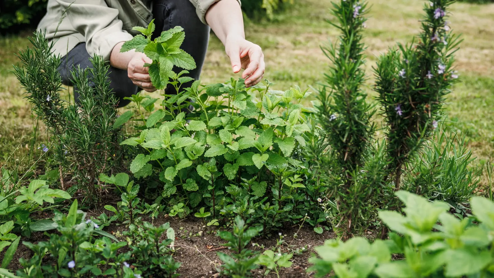 As 5 Plantas Mais Fáceis de Cultivar (Mesmo Para Quem Não Tem Jardim)
