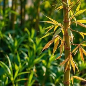 Bambu da Sorte Secando? Descubra o Erro Comum no Cultivo