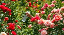 Bicarbonato na Roseira: O Truque Caseiro que Evita Fungos e Dá Mais Flores