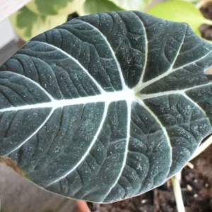 Black Alocasia: Como Cuidar da Planta Exótica de Folhas Escuras