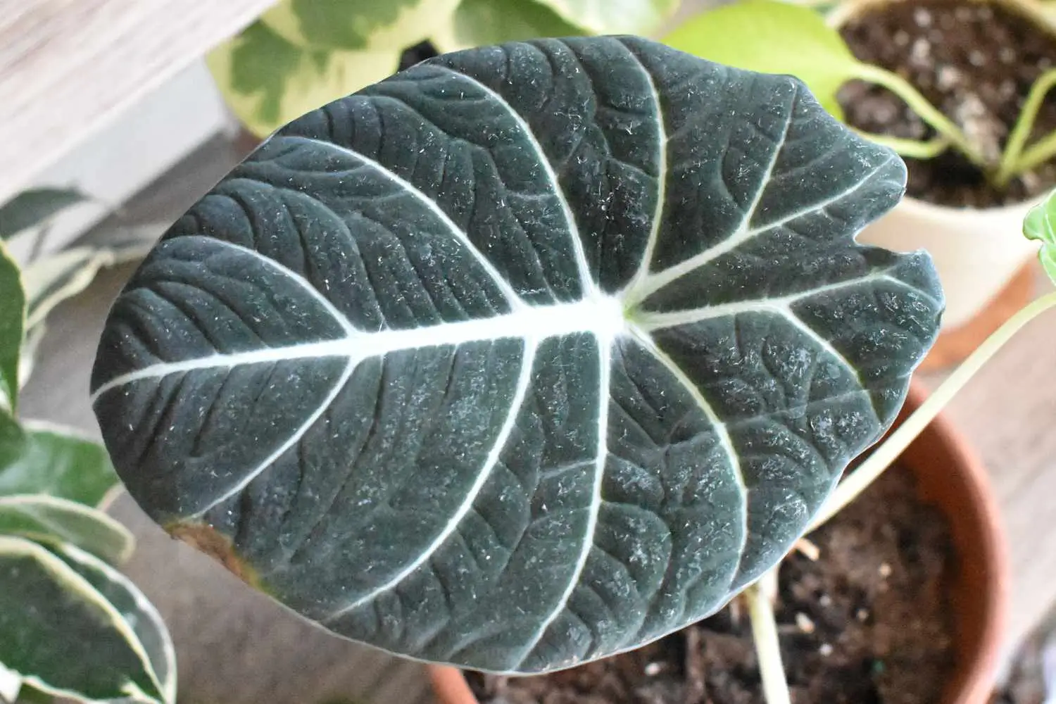 Black Alocasia: Como Cuidar da Planta Exótica de Folhas Escuras