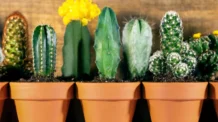 Cactos ou Suculentas? Descubra Qual Combina Mais Com Você