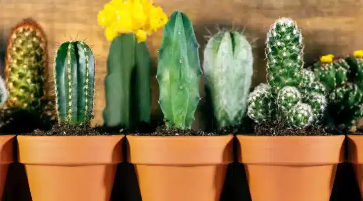 Cactos ou Suculentas? Descubra Qual Combina Mais Com Você
